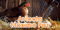 Avicola Maximo Paz