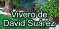 Vivero de David Suarez